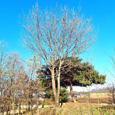 물푸레나무R40 1주 [경기도 이천시 설성면 수산리]
