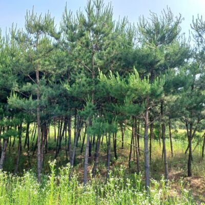 소나무 모찌꼬미 R12-R20 650주 [충북 오창]
