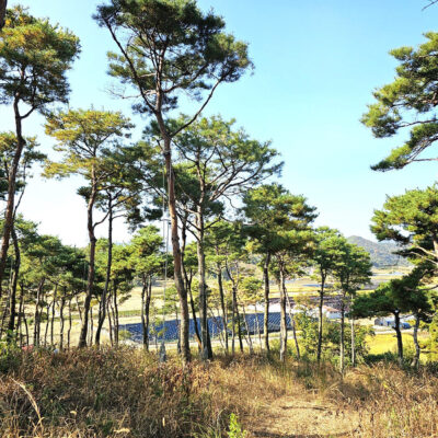 소나무R30-R60 300주 [충남 부여]