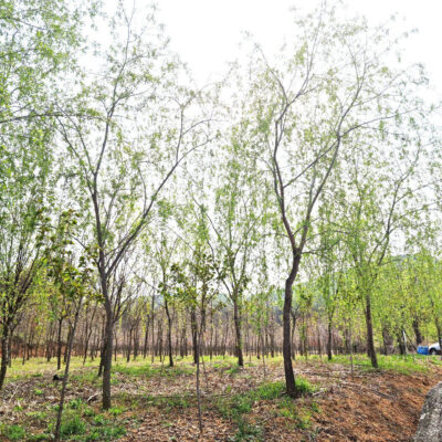 수양버들R12-R15 20주 [경기도 여주시 점동면 당진리]
