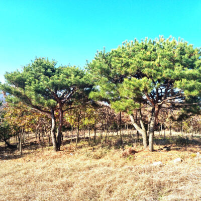 조형소나무R30 1주 / R40 1주 [경기도 여주시 점동면 당진리]