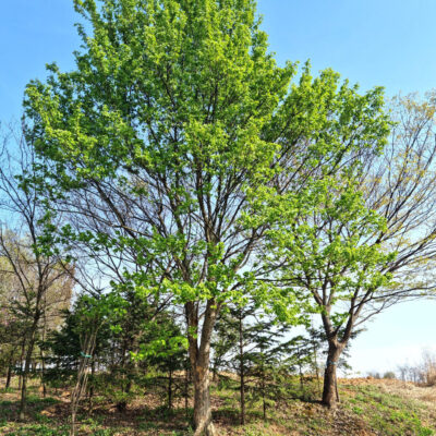 중국단풍R38 1주 [경기도 이천시 설성면 수산리]