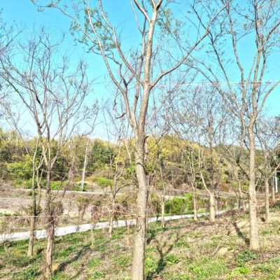 팽나무R25-R30 100주 [경기도 이천시 설성면 신필리]