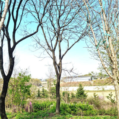 회화나무R30 2주 [경기도 이천시 설성면 수산리]