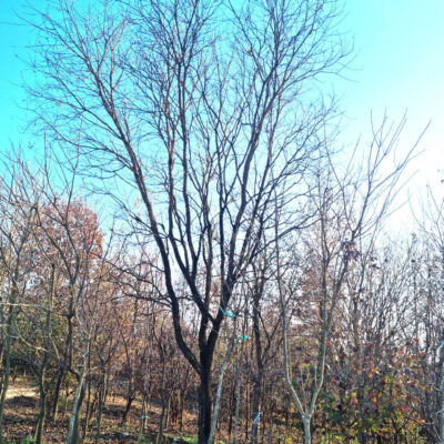 회화나무R35 1주 [경기도 이천시 설성면 수산리]