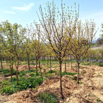 산수유R8 200주 [경기도 안성시 일죽면 가리]