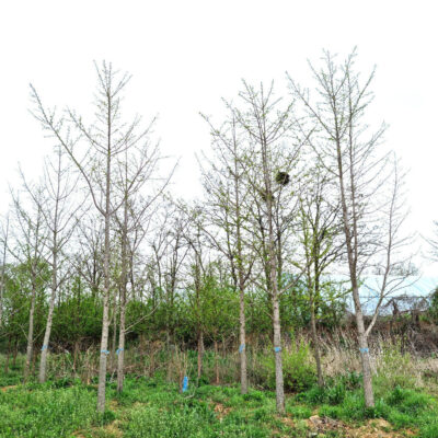 은행나무B8-B12 100주 [경기도 이천시 설성면 상봉리]