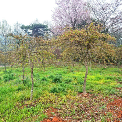 공작단풍 수양단풍 R6-R10 200주 [전남 광주 광산구 하산동]