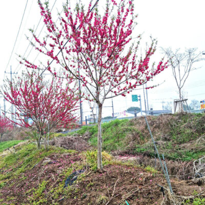 꽃복숭아 홍도화 R8-R10 50주 [전라남도 광주 광산구 복룡동]