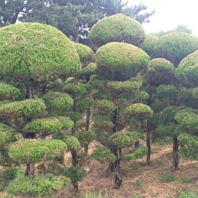 조형가이까향나무 H3.0-H5.0 150주 [전북 익산]
