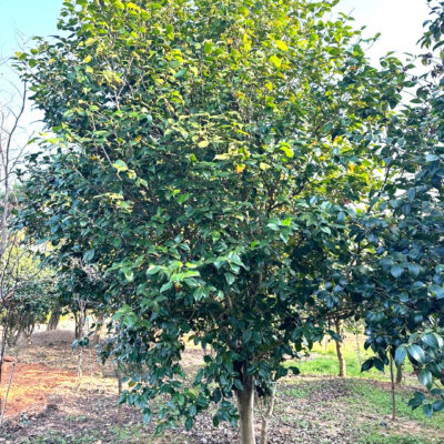 동백나무H3.5 * R15 3주 [전남 광주]