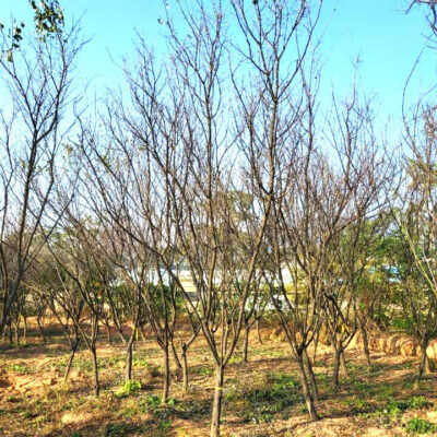 매실나무 매화나무 R12 20주 [전남 광주]