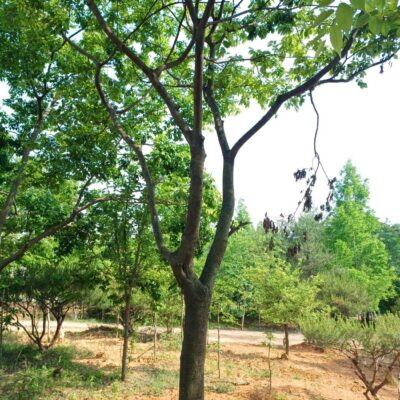 팽나무R30 3주 [전북 익산]