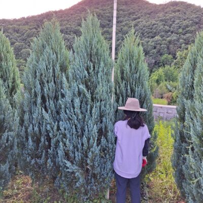 문그로우H1.0-H2.5 1500주 [전북 정읍, 고창, 완주]