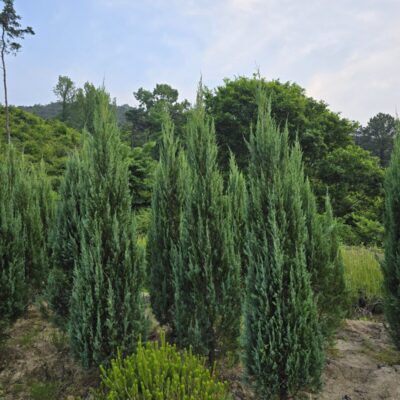 블루엔젤H1.2-H2.8 1200주 [전북 정읍, 고창]