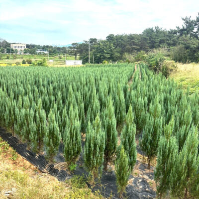 블루엔젤H1.2-H2.0 3000주 [전남 광주]