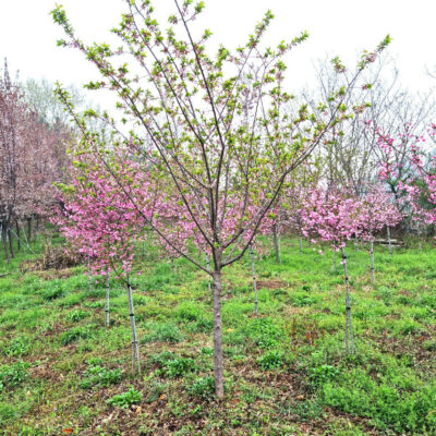 서부해당화R5-R6 100주 [전남 광주 광산구 하산동]