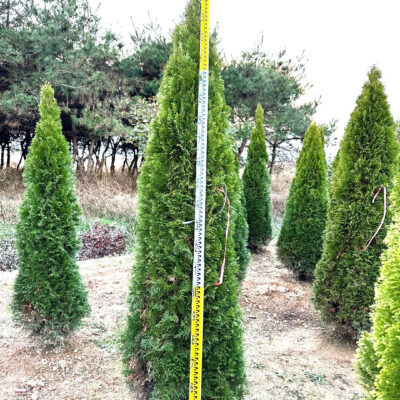 에메랄드그린H2.0-H2.5 200주 [전남 광주]
