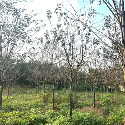 왕벚나무 B8점-B10점 200주 [전남 광주 광산구 연산동]