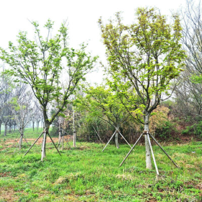 청단풍R20-R25 3주 [전라도 광주 광산구 하산동]