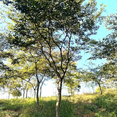 팽나무R15-R30 100주 [전남 광주]
