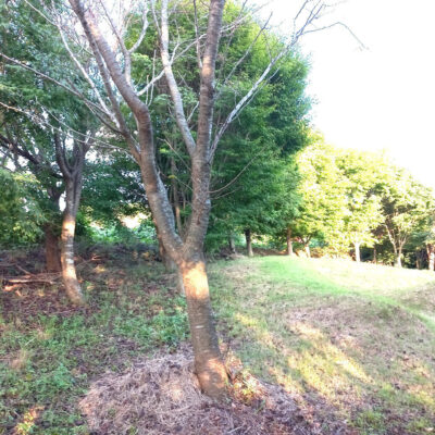 산벚나무 B25 5주 [충남 태안군 소원면 서해로]