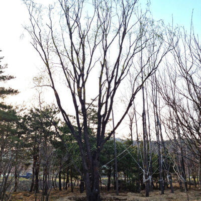 수양버들 능수버들 R70 1주 [강원도 강릉]