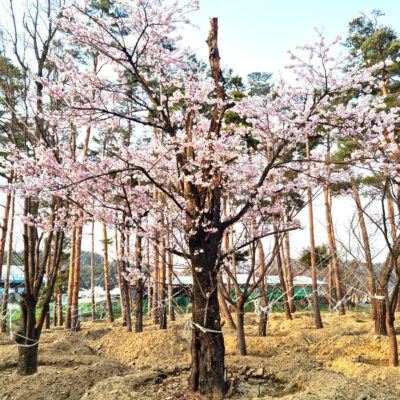 왕벚나무 B60점 1주 [강원도 강릉]