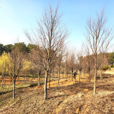 계수나무R15-R20 100주 [충남 당진 송악읍 중흥리]