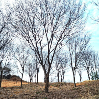 느티나무R30-R40 20주 [충남 당진 송악읍 금곡리]
