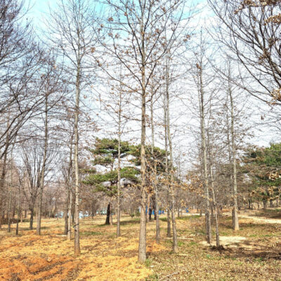 대왕참나무R20-R40 200주 [충남 당진 송악읍 금곡리]