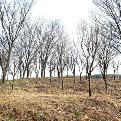 모과나무R12-R15 100주 [충남 당진 송악읍 금곡리]
