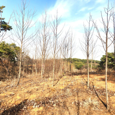 목백합R10-R15 100주 [충남 당진 송악읍 중흥리]