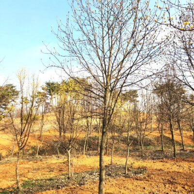 백목련R15-R20 50주 [충남 당진 송악읍 중흥리]