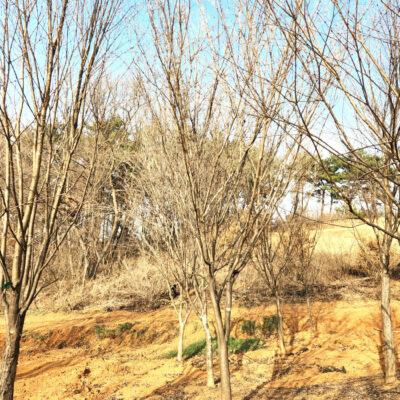 산딸나무R15-R20 50주 [충남 당진 송악읍 중흥리]