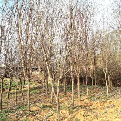 산사나무R12-R15 50주 [충남 당진 송악읍 금곡리]