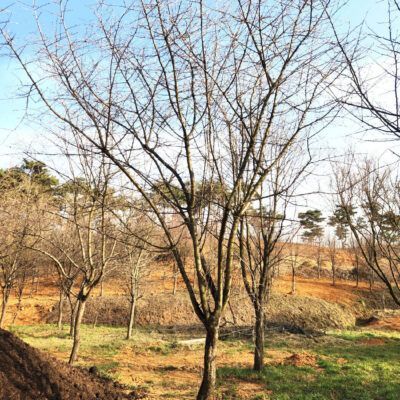 산사나무R15-R20 50주 [충남 당진 송악읍 중흥리]