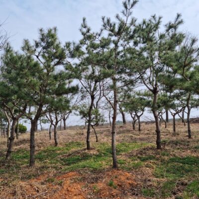 소나무R15-R50 300주 [충남 당진 송악읍 금곡리]