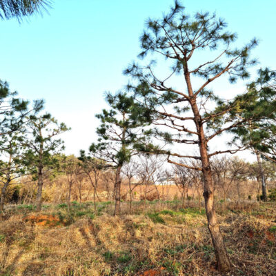 소나무R20-R25 50주 [충남 당진 신평면 매산리]