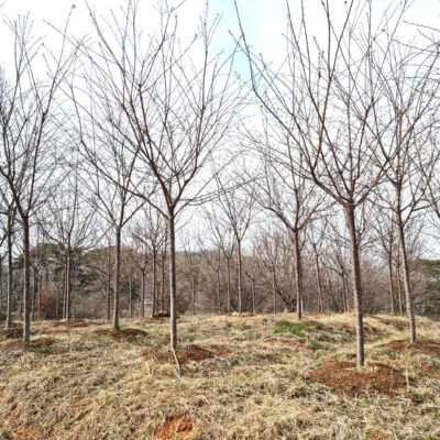 왕벚나무 B6점-B8점 200주 [충남 당진 송악읍 금곡리]