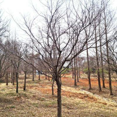 청단풍R20-R25 20주 [충남 당진 송악읍 금곡리]