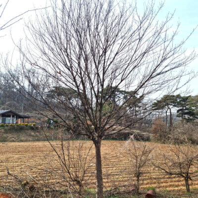 중국단풍R20-R25 50주 [충남 당진 송악읍 금곡리]