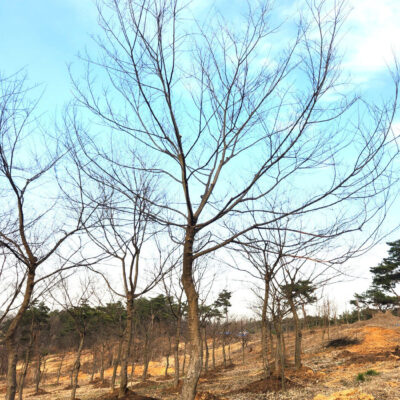 팽나무R20-R25 100주 [충남 당진 송악읍 중흥리]