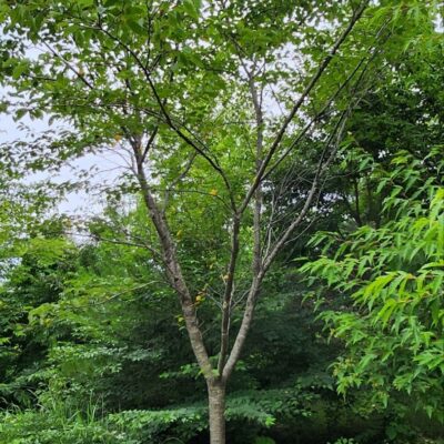 왕벚나무 B15점 6주 [전북 장수]