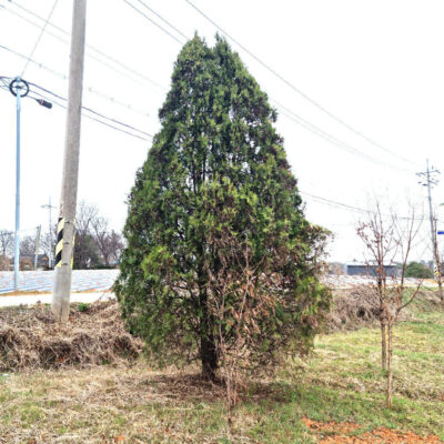 측백나무H4.5 * W2.5 2주 [충남 당진 신평면 거산리]