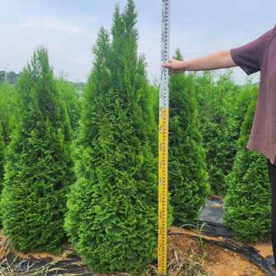 에메랄드그린H1.3-H1.5 500주 [충남 태안군 소원면]