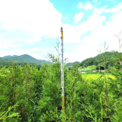 서양측백H2.0 300주 [충북 청주시 상당구 미원면 화원리]