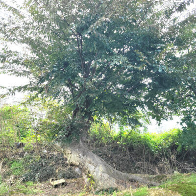 느티나무R100 1주 [전북 정읍시 소성면]