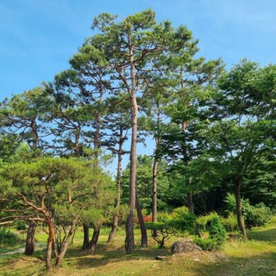조형소나무R45-R55 8주 [경기 이천]