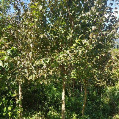 산수유R8-R10 500주 [경북 영천시 화북면 죽전리]